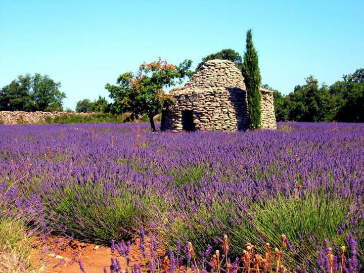 L_Occitane-Lavender