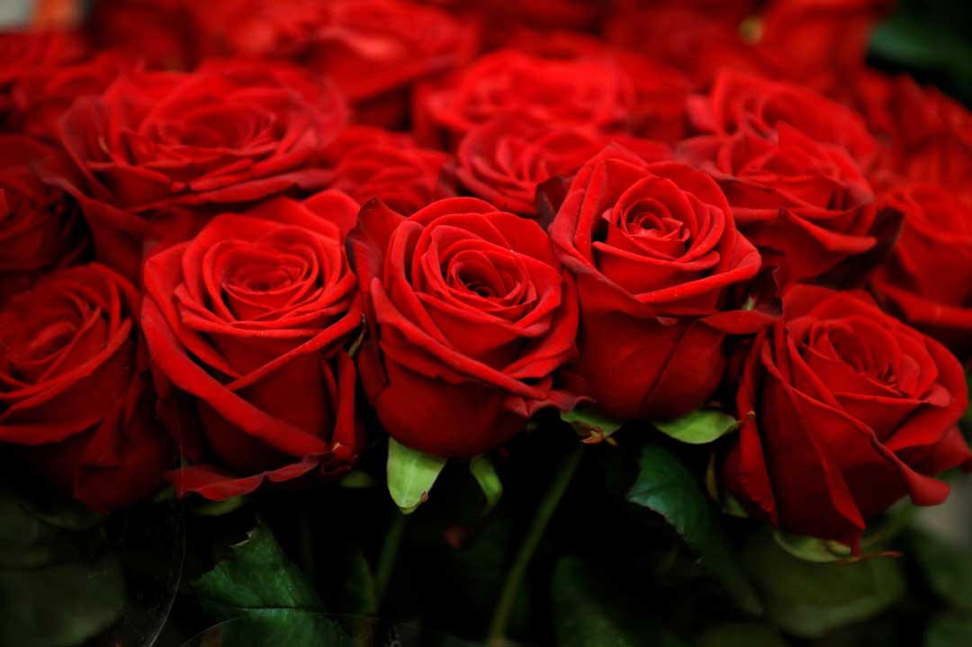 Roses price in Mauritius