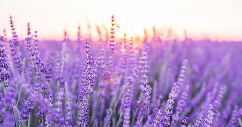 Lavender-smell