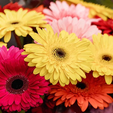 Pure Joy Gerbera Bunch