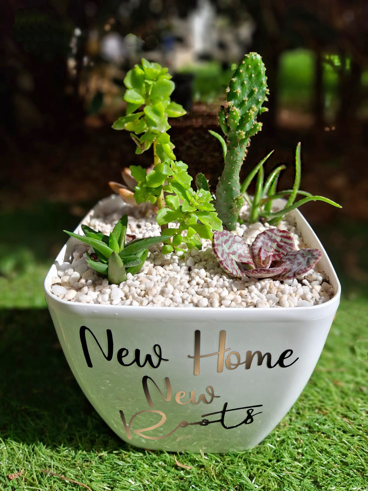 Personalized-Flower-Pot-Succulents-Garden-golden-DodoMarket-delivery-Mauritius