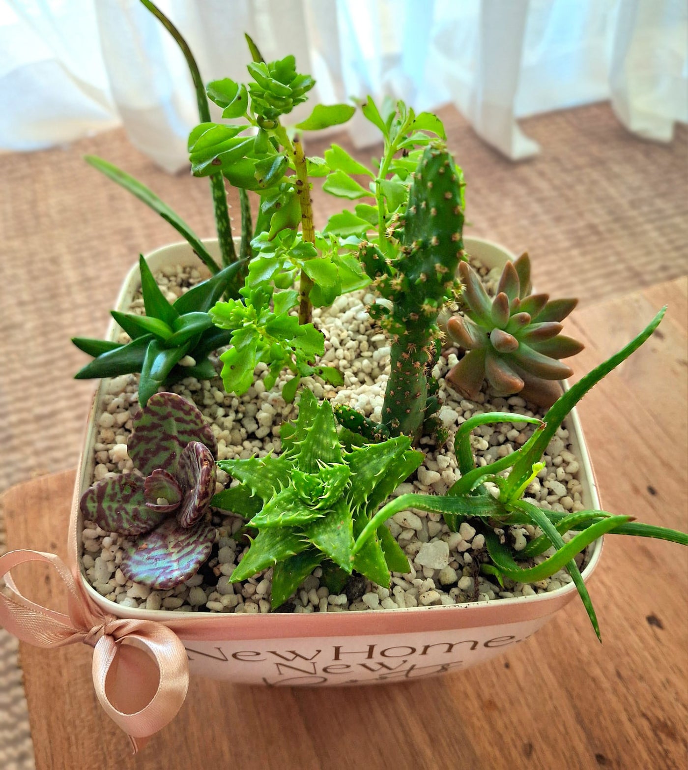 Personalized-Flower-Pot-Succulents-Garden-top-DodoMarket-delivery-Mauritius