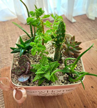 Personalized-Flower-Pot-Succulents-Garden-top-DodoMarket-delivery-Mauritius