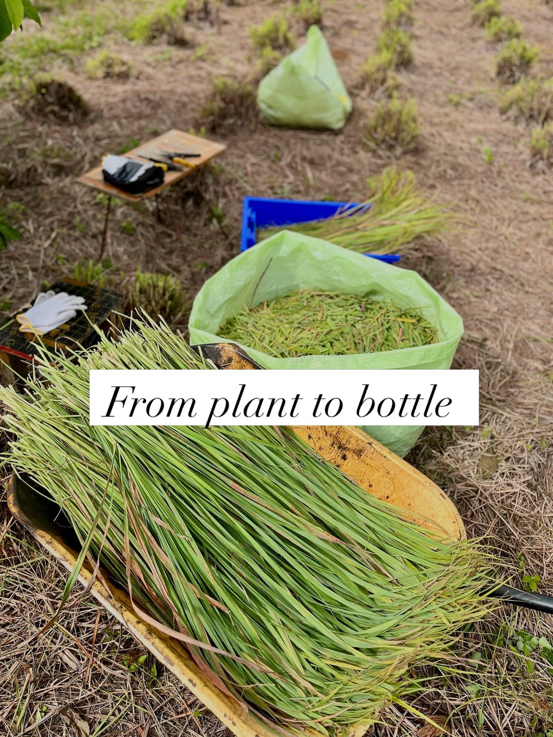Plantation-botanical-waters-locally-grown-DodoMarket-delivery-Mauritius