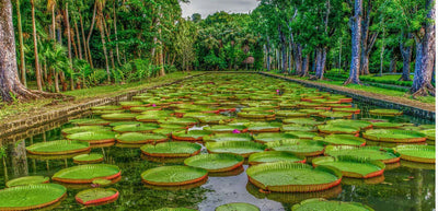 Pamplemousses-National-Botanical-Garden-Mauritius